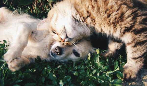 Top Tips to Comfort Newly Adopted Pets and Reduce Separation Anxiety